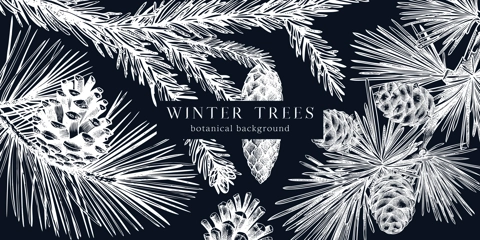 Christmas background on chalkboard. Vector frame with hand drawn conifer plants and cones sketch: fir, spruce, pine, larch. Vintage design for Christmas decoration. Winter trees botanical illustration